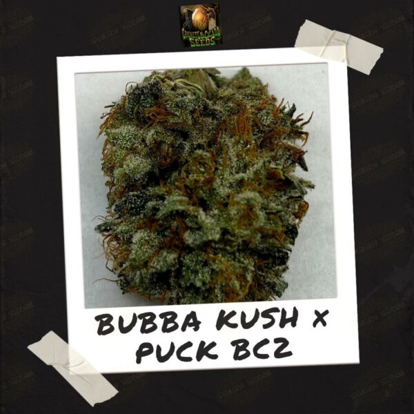 Bubba Kush x Puck BC2 by Crickets and Cicada