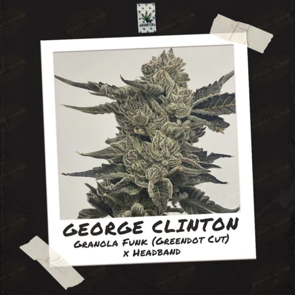 George Clinton by SkunkTek.