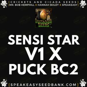 Sensi Star V1 x Puck BC2 by Crickets and Cicada Seeds