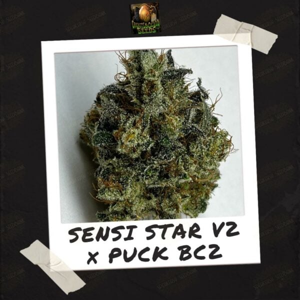 Sensi Star V2 x Puck BC2 by Crickets and Cicada - Buy Seeds at Speakeasy Seed Bank