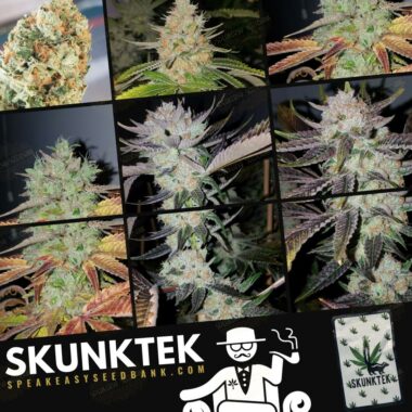 Speakeasy Seed Bank presents SkunkTek