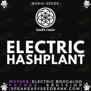 Electric Hashplant by Bodhi Seeds