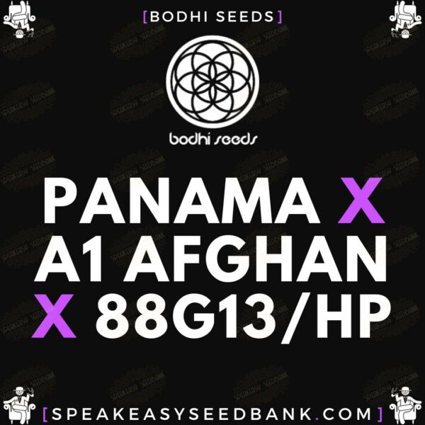 Panama x A1 Adghan x 88G13HP by Bodhi Seeds