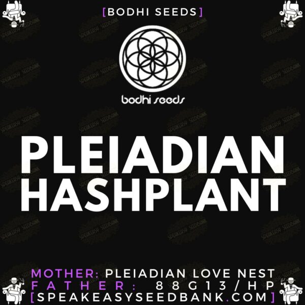 Pleiadian Hashplant by Bodhi Seeds
