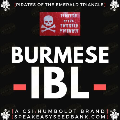 Burmese IBL