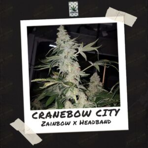 Cranebow City by Skunktek (3)