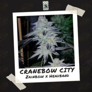 Cranebow City by Skunktek (4)