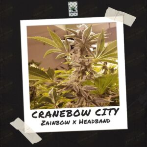 Cranebow City by Skunktek (5)