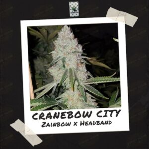 Cranebow City by Skunktek (6)
