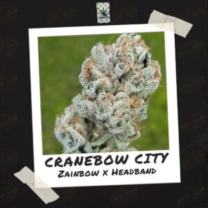 Cranebow City by Skunktek (8)