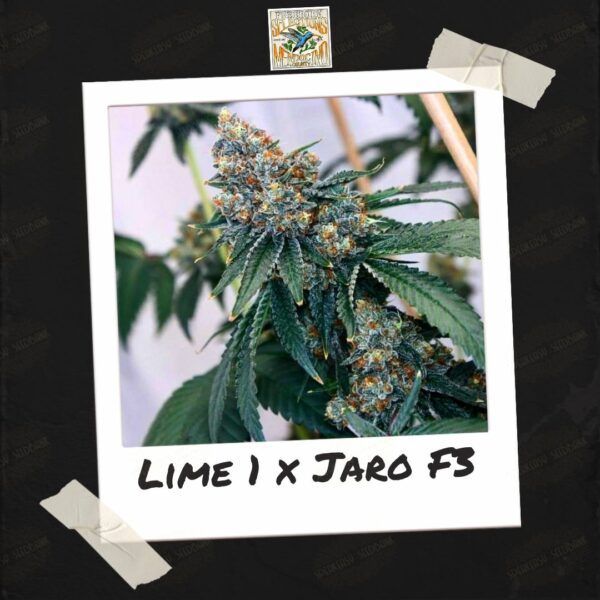 Freeborn Selections - Lime 1 x Jaro F3