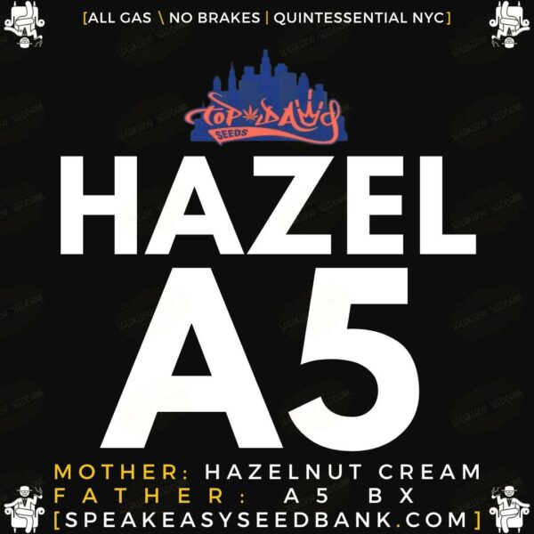 Hazel A5 by Top Dawg Seeds