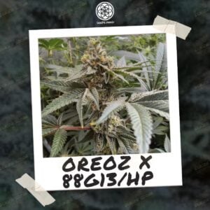 Oreoz x 88G13/HP