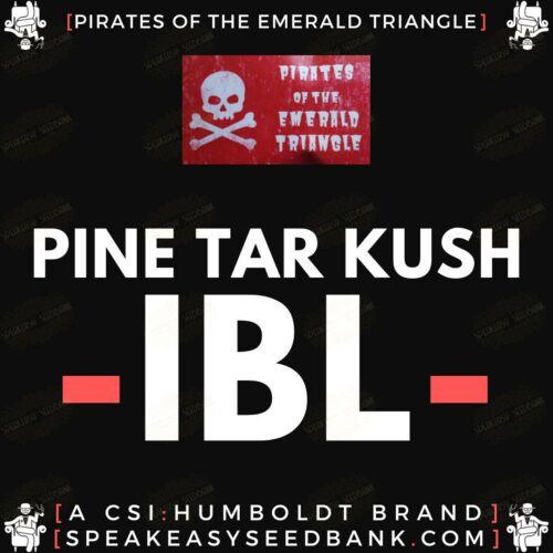 Pine Tar Kush IBL