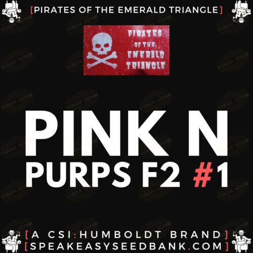 Pink N Purps F2 #1