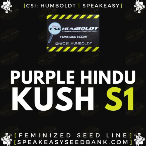Purple Hindu Kush S1