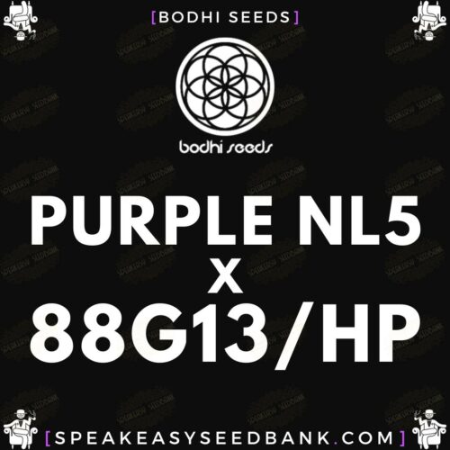 Purple NL5 x 88G13/HP