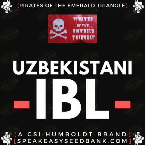Uzbekistani IBL