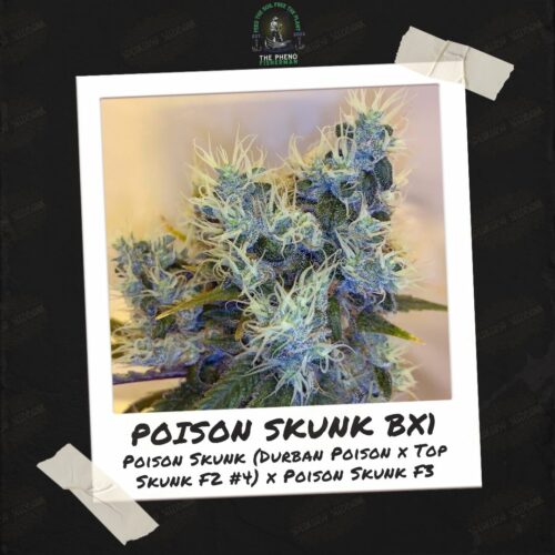 Poison Skunk BX
