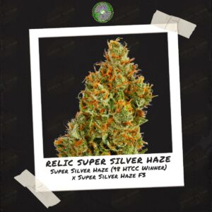 Professor P presents Relic Super Silver Haze (2)