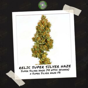 Relic Super Silver Haze by Relic Seeds (2)