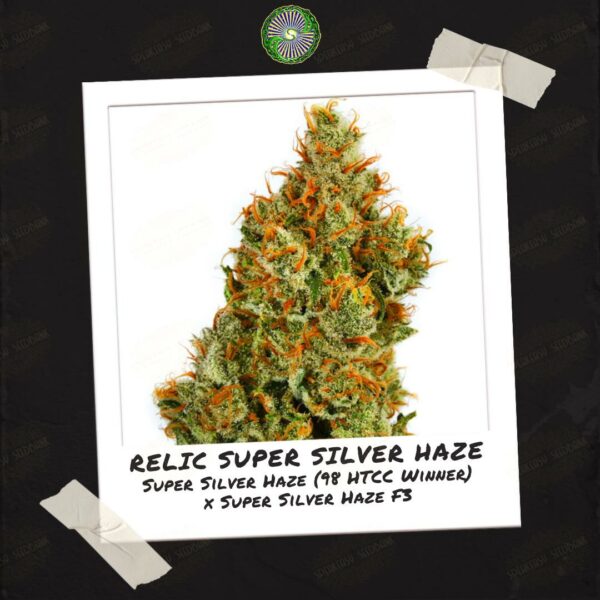 Relic Super Silver Haze by Relic Seeds