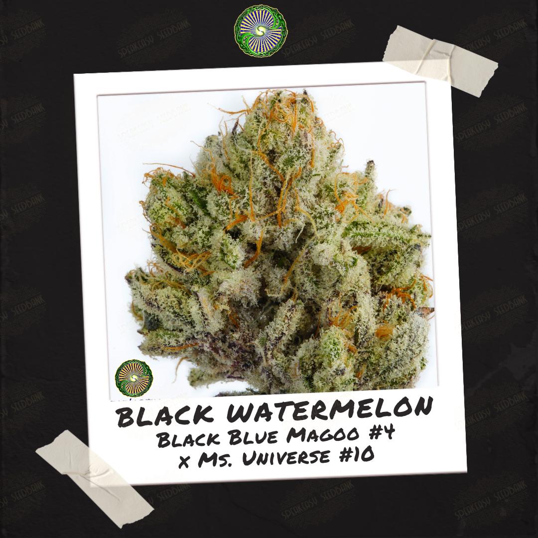 Black Watermelon strain • A Blend of the Absurd and the Intriguing