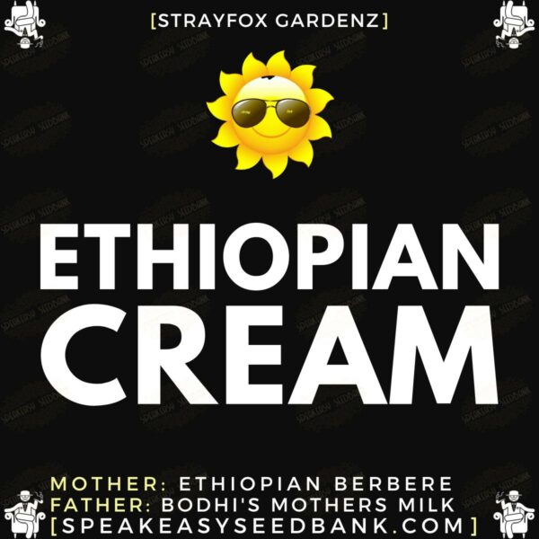 Ethiopian Cream - Stray Fox Gardenz