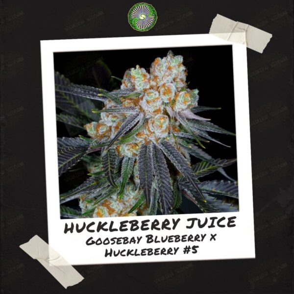 Huckleberry Juice by Dynasty Genetics