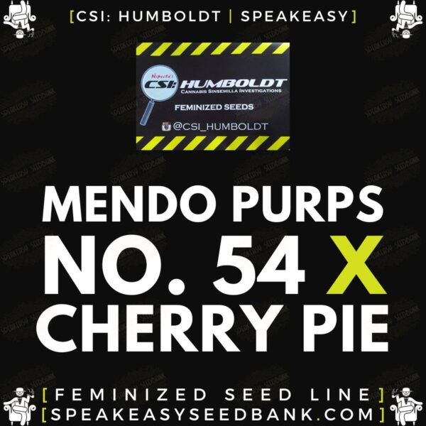 Chemdog 91 (Notso) x Mendo Purps - CSI Hubmoldt x Speakeasy Seedbank (22)