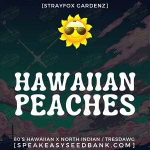 Hawaiian Peaches by Strayfox Gardenz