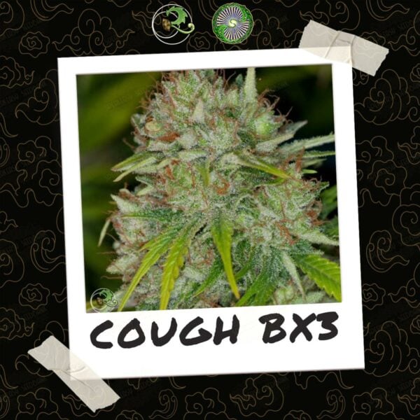 Cough BX3 by Professor P of Relic Seeds (2)