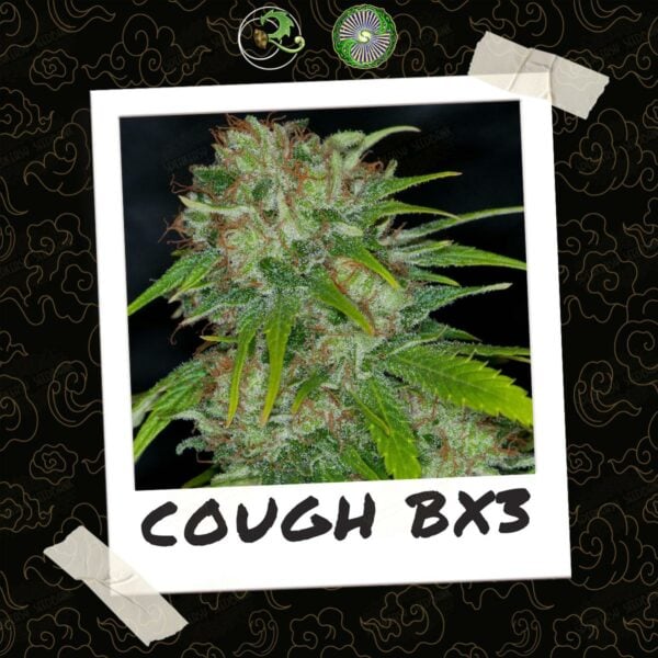 Cough BX3 by Professor P of Relic Seeds (3)