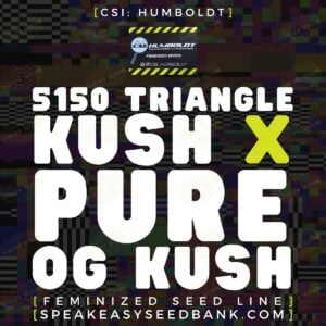 5150 Triangle Kush x Pure OG Kush by CSI Humboldt