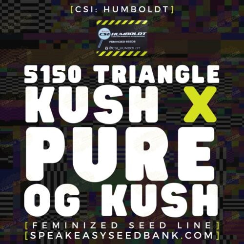 5150 Triangle Kush x Pure OG Kush