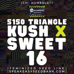 5150 Triangle Kush x Sweet 16 by CSI Humboldt