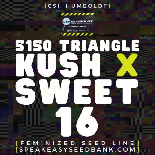 5150 Triangle Kush x Sweet 16