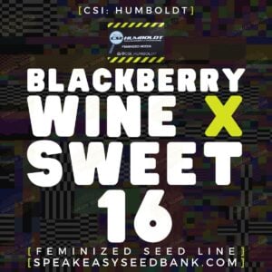 Blackberry Wine x Sweet 16 by CSI Humboldt