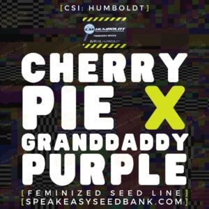 Cherry Pie x Granddaddy Purple by CSI Humboldt