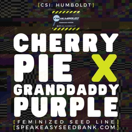 Cherry Pie x GrandDaddy Purple
