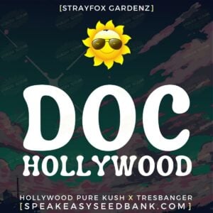 Doc Hollywood by Strayfox Gardenz