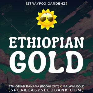 Ethiopian Gold by Strayfox Gardenz