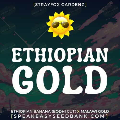 Ethiopian Gold