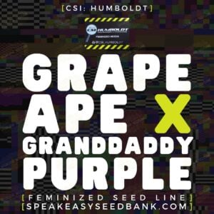 Grape Ape x Granddaddy Purple by CSI Humboldt