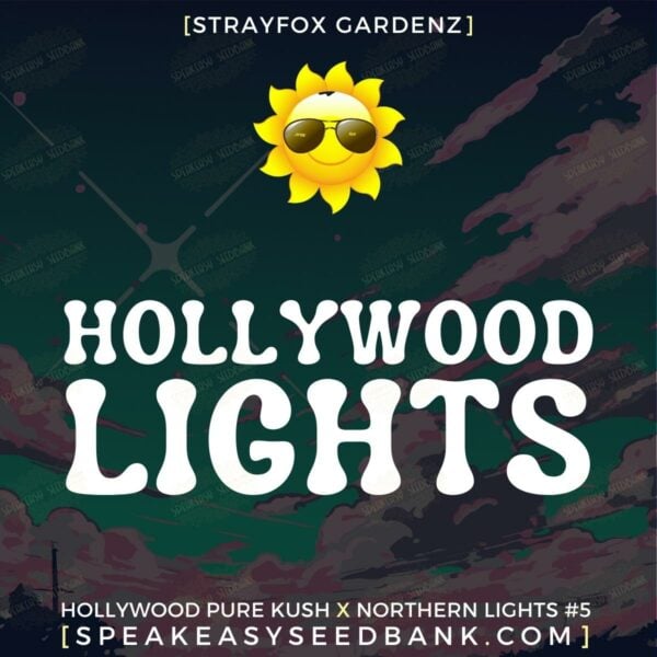Hollywood Lights by Strayfox Gardenz