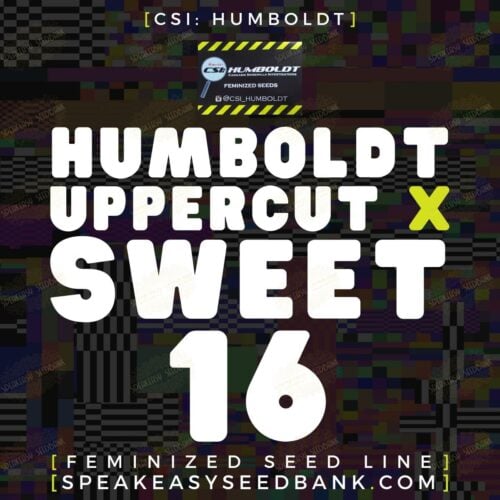 Humboldt Uppercut x Sweet 16