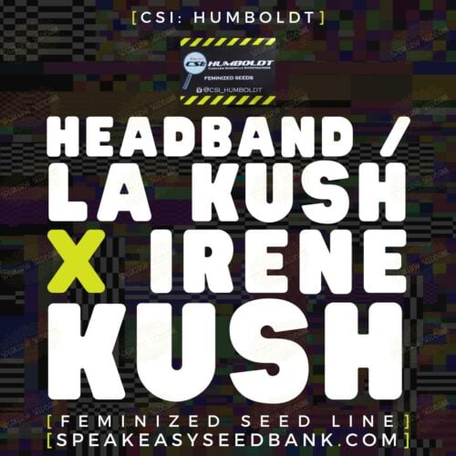 Headband / LA Kush x Irene Kush