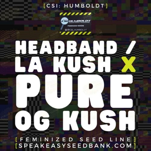 Headband / LA Kush x Pure OG Kush