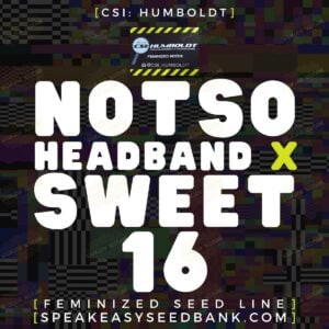 Notso Headband x Sweet 16 by CSI Humboldt