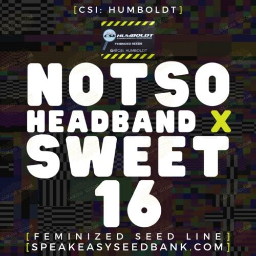 Headband (Notso) x Sweet 16